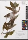 Salix canariensis C. Sm. ex Link